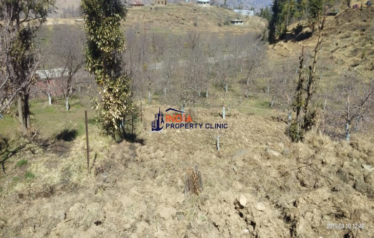 Apple Orchard for Sale in Rampur Shimla