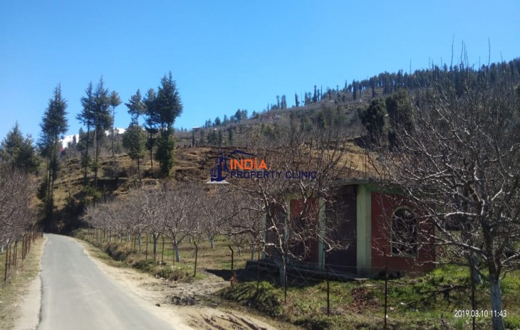 Apple Orchard for Sale in Rampur Shimla