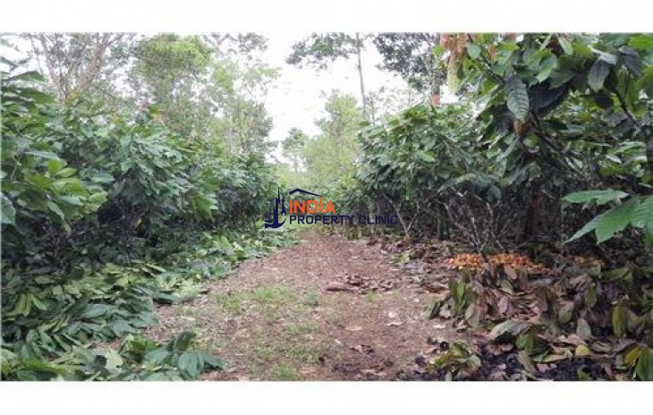 Agricultural Land for Sale in San Carlos